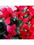 Saksılı Midi Boy Koyu Kırmızı Siklamen Çiçeği 20 cm Hediyelik Çiçek 2