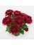 Karışık Renk Kasımpatı Krizantem Çiçeği 5-10 cm Chrysanthemum 1