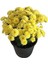 Karışık Renk Kasımpatı Krizantem Çiçeği 5-10 cm Chrysanthemum 2