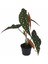 Begonia Maculata - Çilli Begonya 12 cm Saksı 1