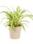 Dekoratif Bol Köklü Salon Çiçeği Chlorophytum Comosum 20-30 cm 1