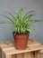 Dekoratif Bol Köklü Salon Çiçeği Chlorophytum Comosum 20-30 cm 3