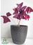 Mor Süs Yoncası Çiçeği 20-30 cm 1 Adet Canlı Çiçel Oxalis Triangularis 1