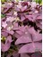 Mor Süs Yoncası Çiçeği 20-30 cm 1 Adet Canlı Çiçel Oxalis Triangularis 3
