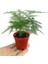 Kadınlar Gününe Özel Hediyelik Antoryum(Anthurium) 20-40 cm Tül Kuşkonmaz 3