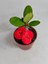 Videolu Milli Dikenler Tacı Iri Kırmızı Çiçek Açan ( 5-7 cm) Saksılı Euphorbia 1
