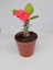 Videolu Milli Dikenler Tacı Iri Kırmızı Çiçek Açan ( 5-7 cm) Saksılı Euphorbia 3