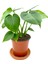 Monstera Deliciosa Deve Tabanı Orta Boy 45-50 cm 1