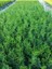 Leylandi Çam Ağacı Fidanı 20 Adet Tüplü 10-25 cm (Cupressus Leylandii) 3