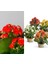 Kalanchoe Çiçeği Kalanşo Emel Hanım Karışık Renkli 4lü Set Saksılı 1