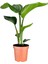 Starliçe Cennet Kuşu Saksılı (20-40 cm) İç Mekan Çiçeği 1