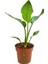 Starliçe Cennet Kuşu Çiçeği 1 Adet Saksılı Mini Boy 15-30 cm Strelitzia 1