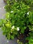 Mis Kokulu Sarmaşık Ful Yasemin Çiçeği 30-60 cm(JASMINUM Grandiflorum) 3