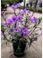 Mor Renk Meksika Petunyası Ruellia 1 Adet Saksıda 30-60 cm 3