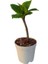 Mini Ortanca Çiçeği (5-10 cm)1 Adet Saksılı 1
