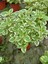 Canlı Formlu Kokulu Benjamin Çiçeği 1 Adet Saksılı (Plectranthus Forsteri) 1