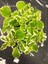 Canlı Formlu Kokulu Benjamin Çiçeği 1 Adet Saksılı (Plectranthus Forsteri) 2