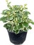 Canlı Formlu Kokulu Benjamin Çiçeği 1 Adet Saksılı (Plectranthus Forsteri) 3