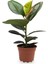 Yeşil Parlak Yapraklı Kauçuk Çiçeği 1 Adet Saksılı 20-45 cm (Ficus Elastica) 2