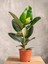 Yeşil Parlak Yapraklı Kauçuk Çiçeği 1 Adet Saksılı 20-45 cm (Ficus Elastica) 3