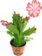 Kırmızı Renk Yılbaşı Çiçeği Schlumbergera Truncata 1 Adet Saksılı 1