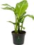 Strelitzia Cennet Kuşu Çiçeği 1 Adet Saksılı 10-30 cm Mini Boy Starliçe Çiçeği 1