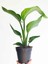 Strelitzia Cennet Kuşu Çiçeği 1 Adet Saksılı 10-30 cm Mini Boy Starliçe Çiçeği 2