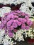 Pembe Renk Dolgun Çiçekli Kasımpatı Çiçeği 1 Adet Saksılı ( Chrysanthemum) 1