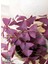 Uyku Çiçeği Süs Yoncası Oxalis Triangularis 1 Adet 20-30 cm 1