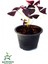 Uyku Çiçeği Süs Yoncası Oxalis Triangularis 1 Adet 20-30 cm 2