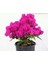 1 Adet Pembe Renk Begonvil Çiçeği 30 - 45 cm Saksılı Çiçekli Bodur Bitkiler (Bougainvillea) 3