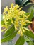 Melisa Parfüm Çiçeği 30-50 cm 1 Adet (Cestrum Nocturnum) 3
