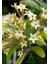 Melisa Parfüm Çiçeği 30-50 cm 1 Adet (Cestrum Nocturnum) 4