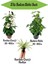 Kızılay Çiçeği+ Hedera Helix+ Hediyelik Mini Kurdele Çiçeği 1