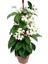 Kızılay Çiçeği+ Hedera Helix+ Hediyelik Mini Kurdele Çiçeği 2