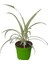 Kızılay Çiçeği+ Hedera Helix+ Hediyelik Mini Kurdele Çiçeği 4