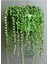 Boncuk Tespih Çiçeği 1 Adet Makrome Saksılı 20-30 cm(SENECIO Rowleyanus) 1