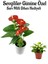 Kadınlar Gününe Özel Hediyelik Antoryum(Anthurium) 20-40 cm Sarı Milli Diken Hediyeli 1