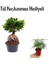 Hediyelik Bonsai Bitkisi Kadınlar Gününe Özel Tül Kuşkonmaz 1