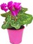 Pembe Saksı Da Siklamen Çiçeği Cyclamen Plant Çiçekli Bodur Bitki 1