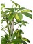 Videolu Çift Dal Alacalı Şeflera Çiçeği 40-80 cm Saksılı İç Mekan Bitkileri (Schefflera) 2