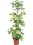 Videolu Yapraklı Çift Dal Alacalı Şeflera Çiçeği 40-60 cm Saksılı İç Mekan Bitkileri (Schefflera) 1