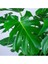 Deve Tabanı Bitkisi- Monstera Deliciosa-İthal 40-50 cm 2