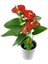 Kadınlar Gününe Özel Hediyelik Antoryum(Anthurium) 20-40 cm Sarı Milli Diken Hediyeli 2