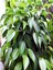 Videolu Yeşil Benjamin Çiçeği 70-100 cm Saksılı İç Mekan Bitkileri Ficus Benjamina 1