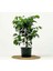 Videolu Yeşil Benjamin Çiçeği 70-100 cm Saksılı İç Mekan Bitkileri Ficus Benjamina 2