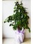 Videolu Yeşil Benjamin Çiçeği 70-100 cm Saksılı İç Mekan Bitkileri Ficus Benjamina 3