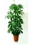 Videolu Yemyeşil Tek Dal Şeflera Çiçeği 40-60 cm Saksılı İç Mekan Bitkileri (Schefflera) 4