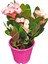 Videolu Alacalı Pembe -Pink Euphorbia Milii Dikenler Tacı Çiçekli Kaktüs 1
