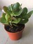 Crassula Şans Para Çiçeği (Zenginlik Çiçeği) 25-30 cm 2
